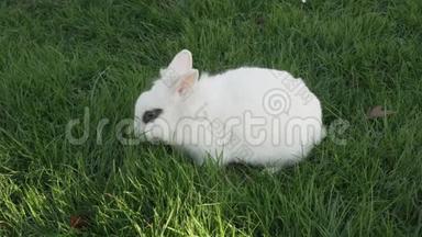 一只黑眼睛的小白兔在草坪上吃新鲜的草